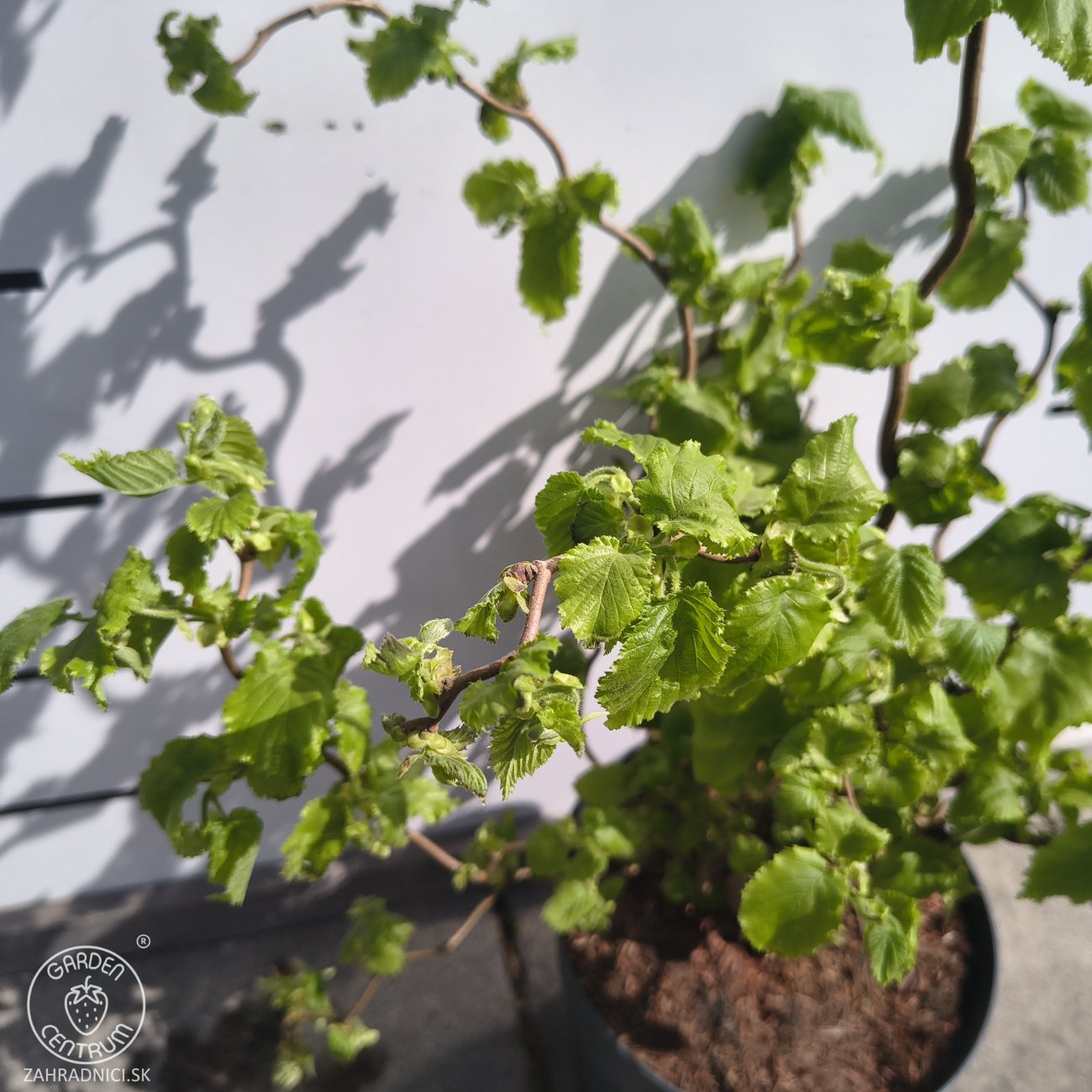 Obrázok Lieska obyčajná (Corylus avellana contorta) ´MEDUSA´ - výška 60-80 cm, kont.C5L